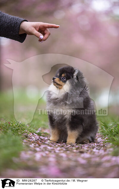 Pomeranian Welpe in der Kirschblte / Pomeranian puppy in cherry blossom / MW-28287