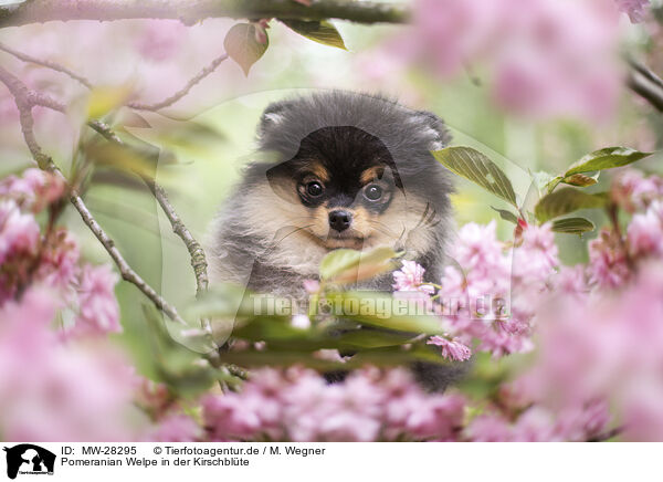 Pomeranian Welpe in der Kirschblte / Pomeranian puppy in cherry blossom / MW-28295