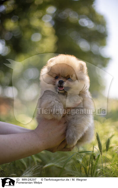 Pomeranian Welpe / Pomeranian puppy / MW-28297