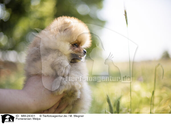 Pomeranian Welpe / Pomeranian puppy / MW-28301