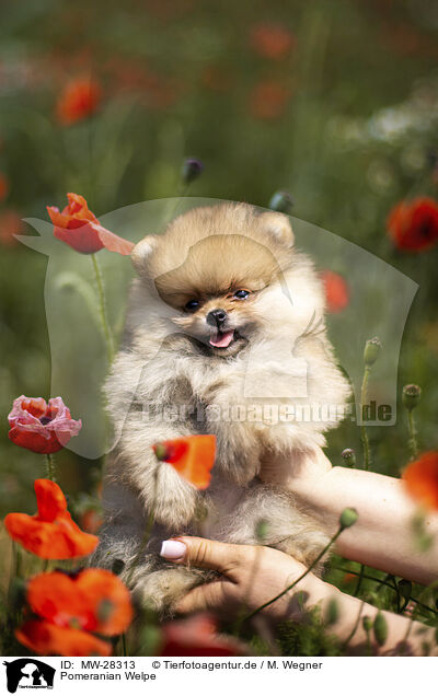 Pomeranian Welpe / Pomeranian puppy / MW-28313