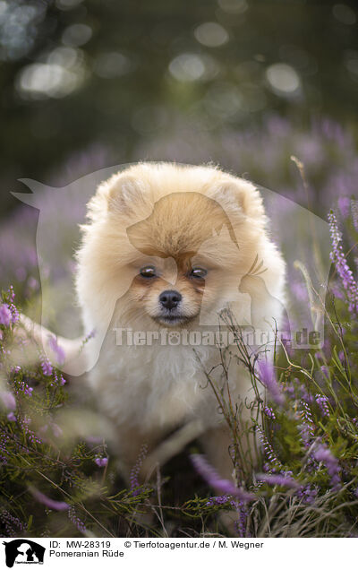 Pomeranian Rde / male Pomeranian / MW-28319