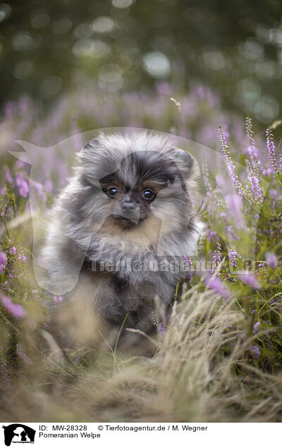 Pomeranian Welpe / Pomeranian puppy / MW-28328