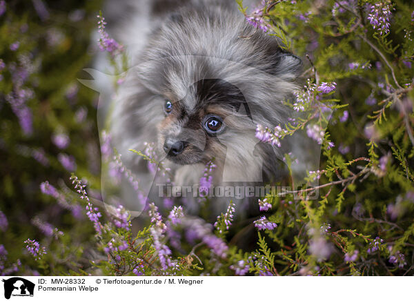 Pomeranian Welpe / Pomeranian puppy / MW-28332