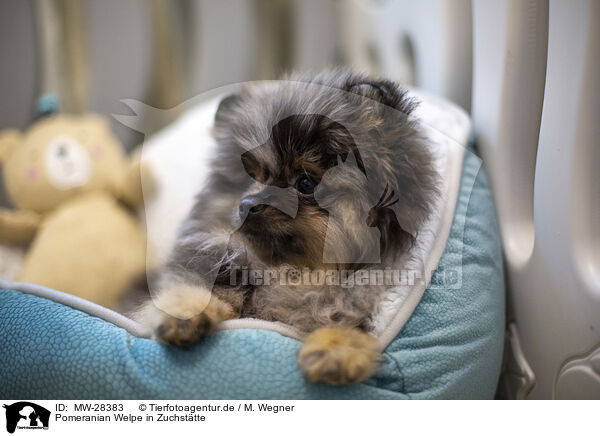 Pomeranian Welpe in Zuchsttte / Pomeranian puppy in kennel / MW-28383