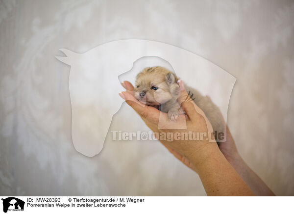 Pomeranian Welpe in zweiter Lebenswoche / Pomeranian in second week of life / MW-28393