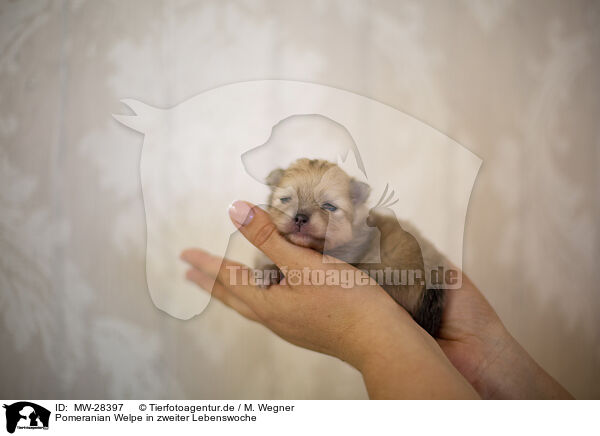 Pomeranian Welpe in zweiter Lebenswoche / Pomeranian in second week of life / MW-28397