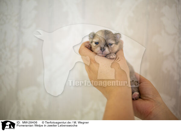 Pomeranian Welpe in zweiter Lebenswoche / Pomeranian in second week of life / MW-28406