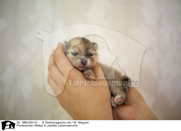 Pomeranian Welpe in zweiter Lebenswoche / Pomeranian in second week of life / MW-28410