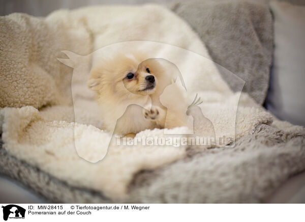 Pomeranian auf der Couch / Pomeranian an blanket / MW-28415