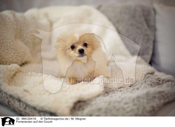 Pomeranian auf der Couch / Pomeranian an blanket / MW-28416