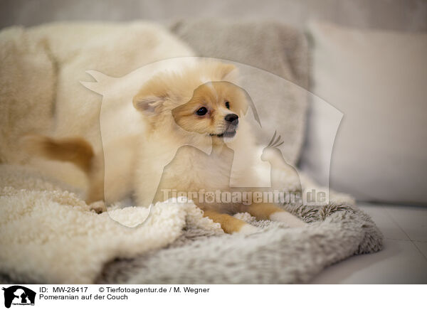 Pomeranian auf der Couch / Pomeranian an blanket / MW-28417