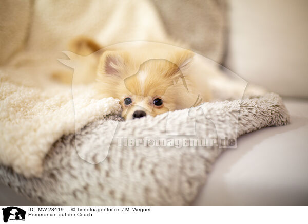 Pomeranian auf der Couch / Pomeranian an blanket / MW-28419