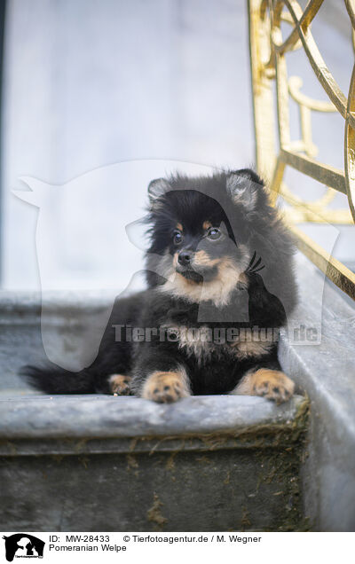 Pomeranian Welpe / Pomeranian puppy / MW-28433