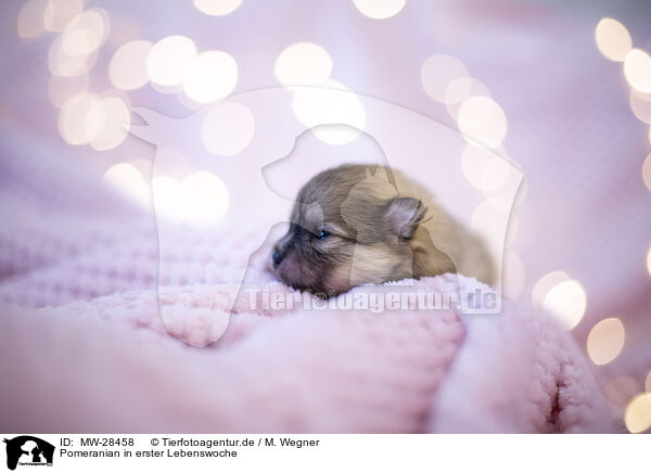 Pomeranian in erster Lebenswoche / Pomeranian in first week of life / MW-28458