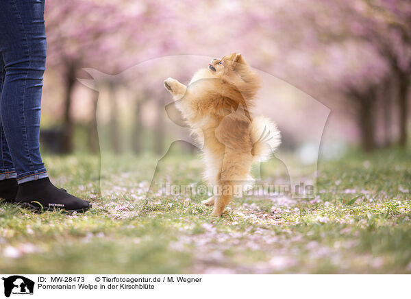 Pomeranian Welpe in der Kirschblte / Pomeranian puppy in cherry blossom / MW-28473