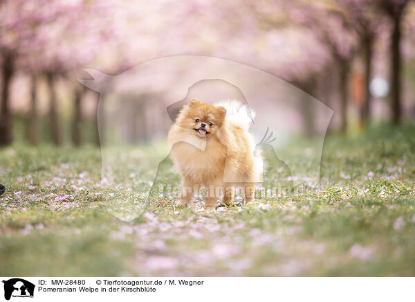 Pomeranian Welpe in der Kirschblte / Pomeranian puppy in cherry blossom / MW-28480