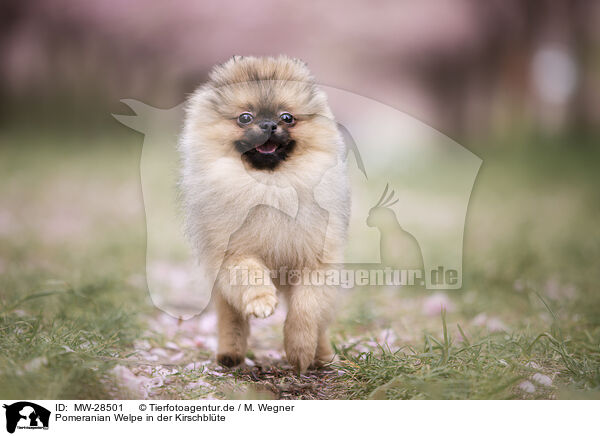 Pomeranian Welpe in der Kirschblte / Pomeranian puppy in cherry blossom / MW-28501