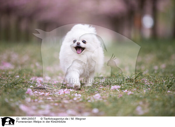 Pomeranian Welpe in der Kirschblte / Pomeranian puppy in cherry blossom / MW-28507