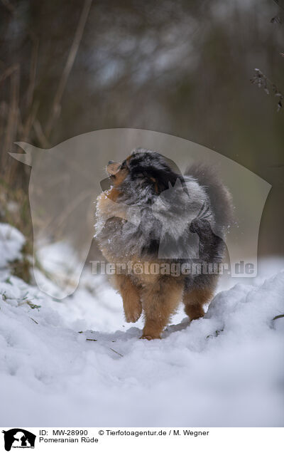 Pomeranian Rde / male Pomeranian / MW-28990