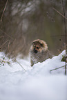 Pomeranian Welpe im Winter