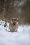 Pomeranian Welpe im Winter