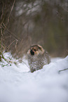 Pomeranian Welpe im Winter