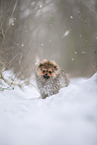 Pomeranian Welpe im Winter