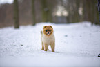 junger Pomeranian Rde