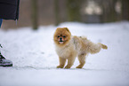 junger Pomeranian Rde