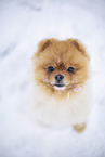 junger Pomeranian Rde