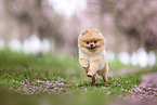 Pomeranian Welpe in der Kirschblte