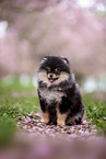 Pomeranian Welpe in der Kirschblte