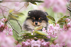 Pomeranian Welpe in der Kirschblte