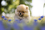 Pomeranian Welpe