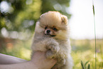 Pomeranian Welpe