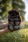 Pomeranian Welpe