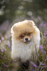 Pomeranian Rde