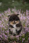 Pomeranian Welpe