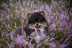 Pomeranian Welpe