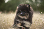 Pomeranian Welpe