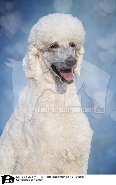 Knigspudel Portrait / King Poodle portrait / SST-20674