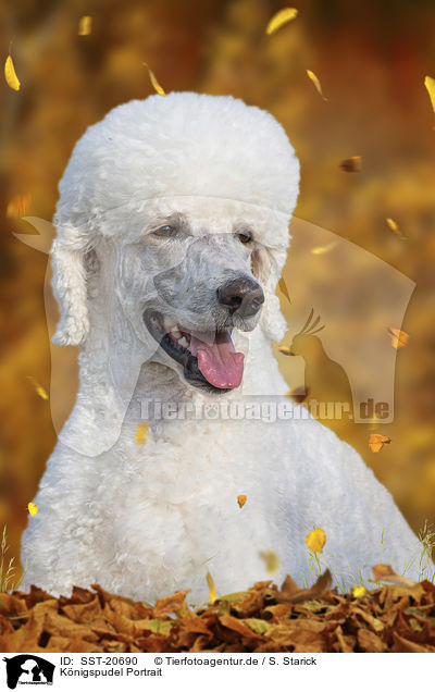 Knigspudel Portrait / King Poodle portrait / SST-20690