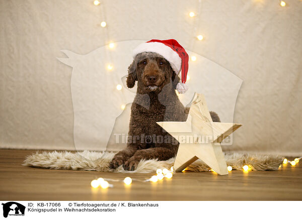 Knigspudel in Weihnachtsdekoration / Giant poodle in christmas decoration / KB-17066