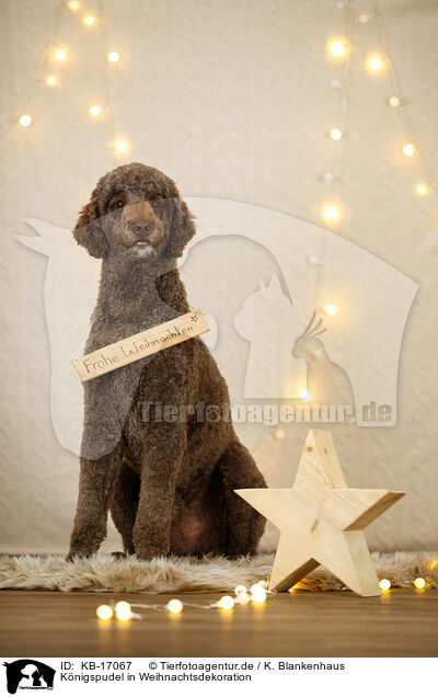 Knigspudel in Weihnachtsdekoration / Giant poodle in christmas decoration / KB-17067