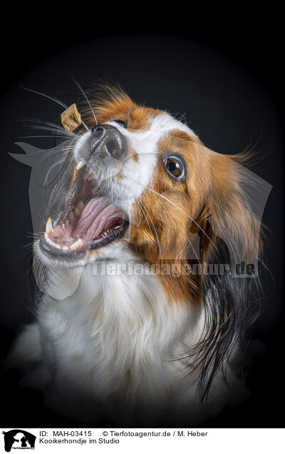 Kooikerhondje im Studio / Kooikerhondje in studio / MAH-03415