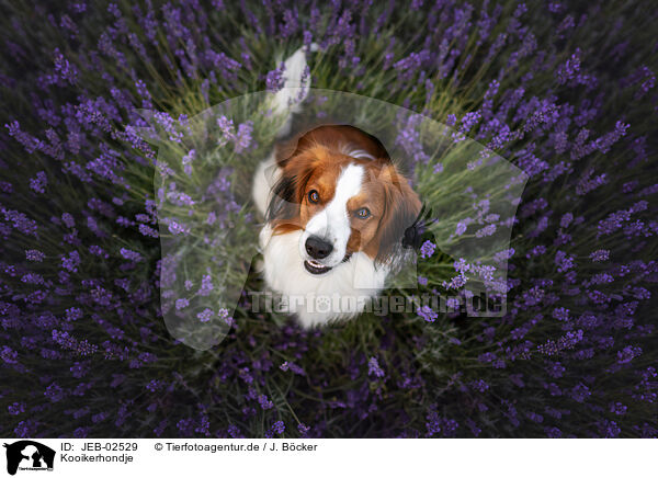 Kooikerhondje / Kooikerhondje / JEB-02529