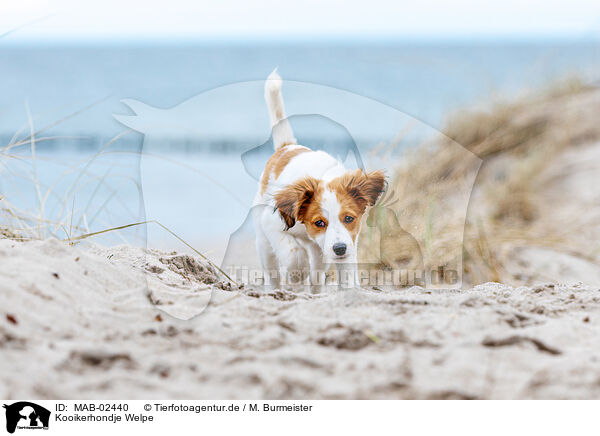 Kooikerhondje Welpe / Kooikerhondje Puppy / MAB-02440