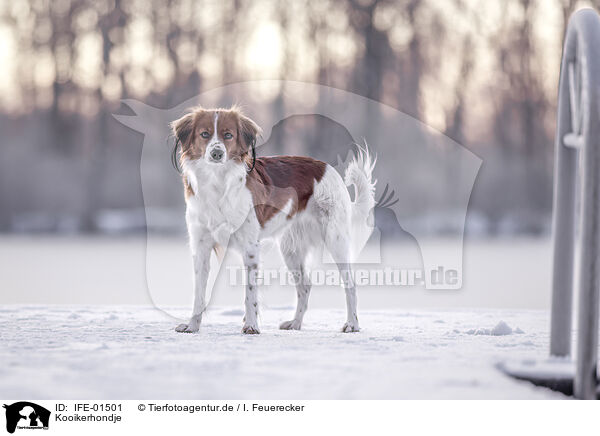 Kooikerhondje / IFE-01501