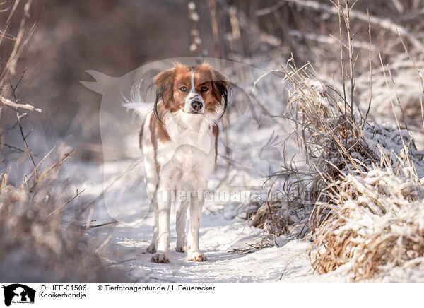 Kooikerhondje / IFE-01506